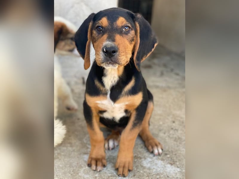 Jäger, geb. ca. 08/2025, lebt in GRIECHENLAND, im städt. Tierheim Serres