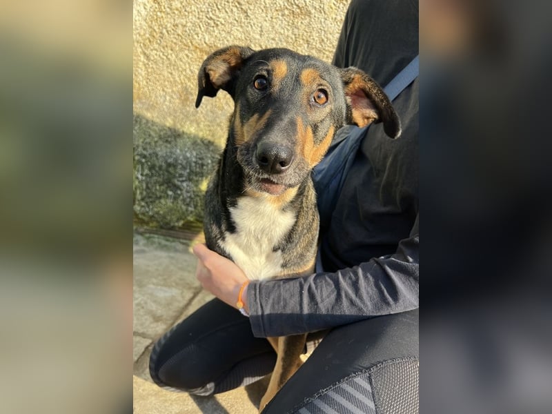 Ajax, geb. ca. 11/2024, lebt in GRIECHENLAND, auf einem Gelände, wird notdürftig versorgt