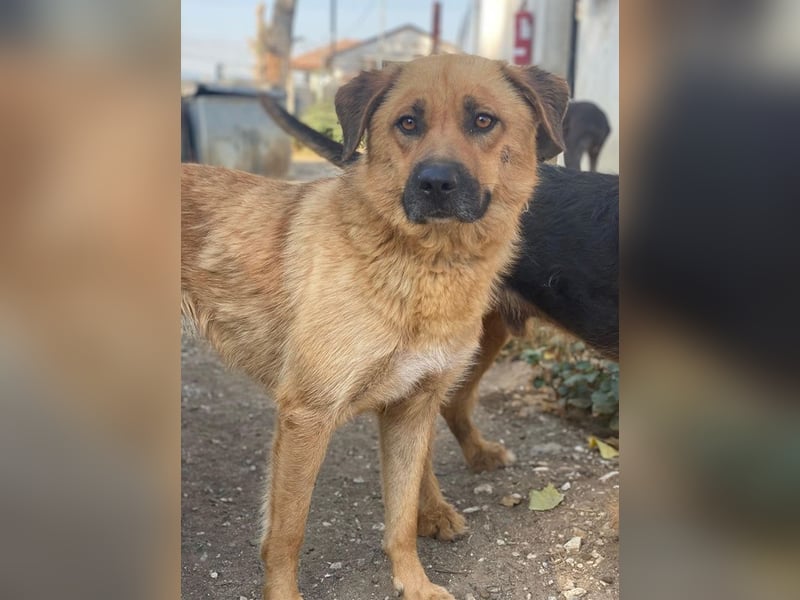 Tavina, geb. ca. 08/2024, lebt in GRIECHENLAND, im städt. Tierheim Serres