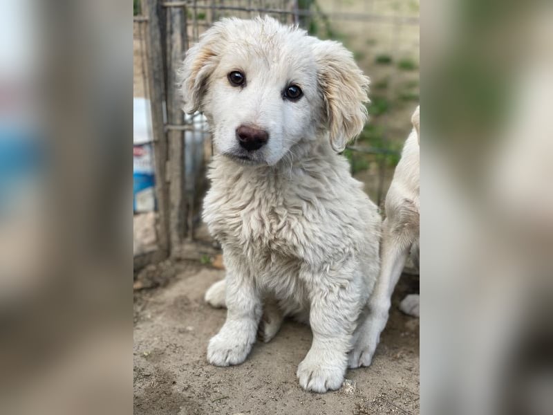 Tiramisu, geb. ca. 01/2026, lebt in GRIECHENLAND, auf einer privaten Pflegestelle