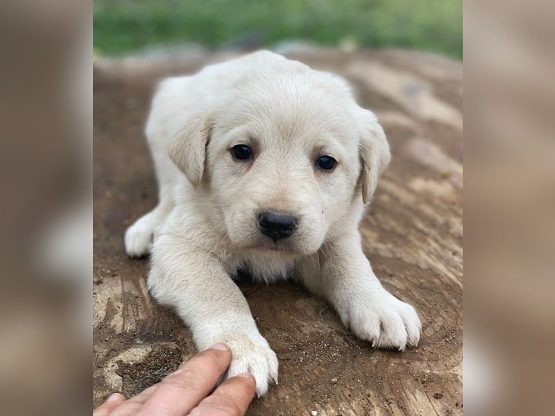 Gracie, geb. ca. 11/2025, lebt in GRIECHENLAND, auf einer privaten Pflegestelle