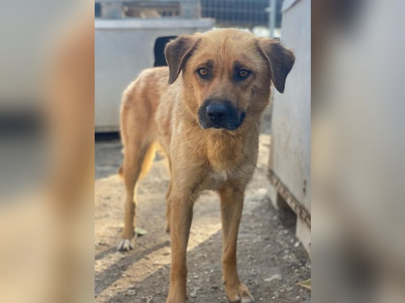 Tavina, geb. ca. 08/2024, lebt in GRIECHENLAND, im städt. Tierheim Serres