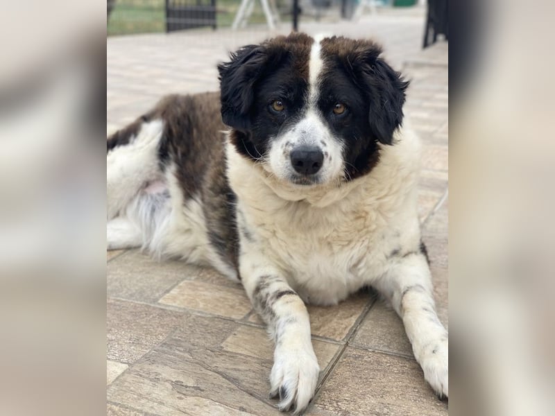 Linda, geb. ca. 09/2015, lebt in GRIECHENLAND, auf einer privaten Pflegestelle