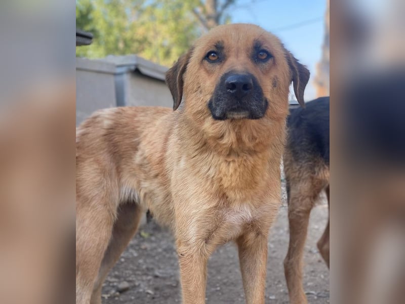 Tavina, geb. ca. 08/2024, lebt in GRIECHENLAND, im städt. Tierheim Serres