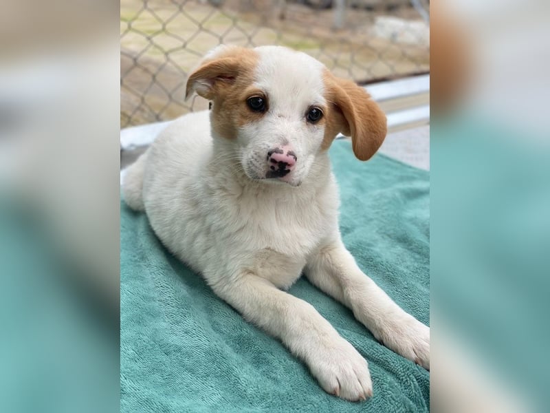 Haku, geb. ca. 08/2025, lebt in GRIECHENLAND, auf einer privaten Pflegestelle