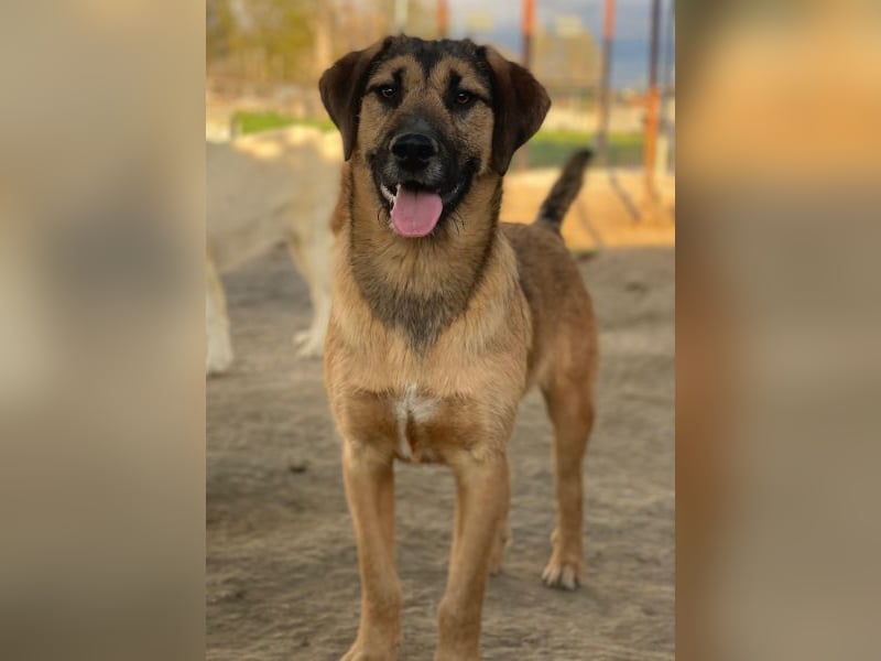 Maverick, geb. ca. 07/2025, lebt in GRIECHENLAND, im städt. Tierheim Serres
