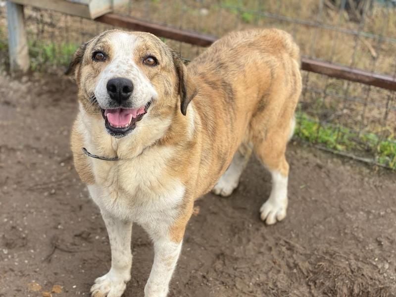 Philina, geb. ca. 11/2019, lebt in GRIECHENLAND, im städt. Tierheim Serres