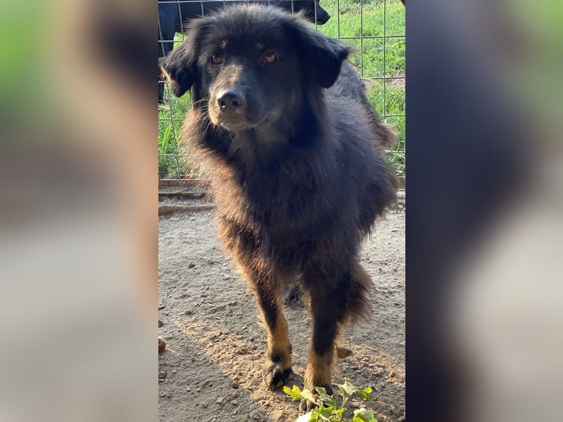 Kayra, geb. ca. 09/2018, lebt in GRIECHENLAND, im städt. Tierheim Serres