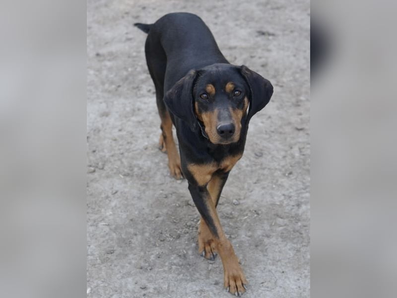 Frida, geb. ca. 01/2025, lebt in GRIECHENLAND, auf einer privaten Pflegestelle