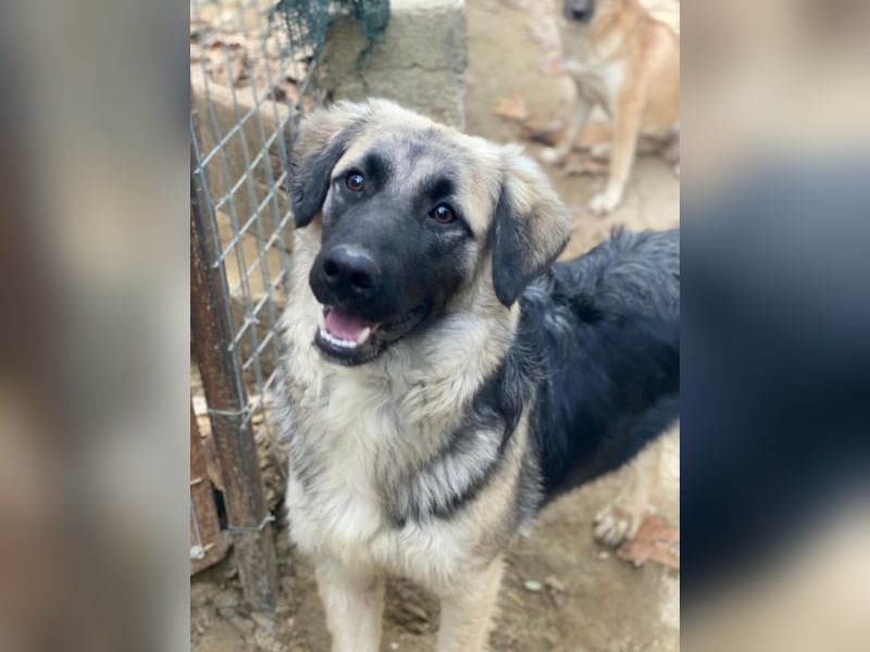 Anakin, geb. ca. 03/2025, lebt in GRIECHENLAND, auf einer privaten Pflegestelle