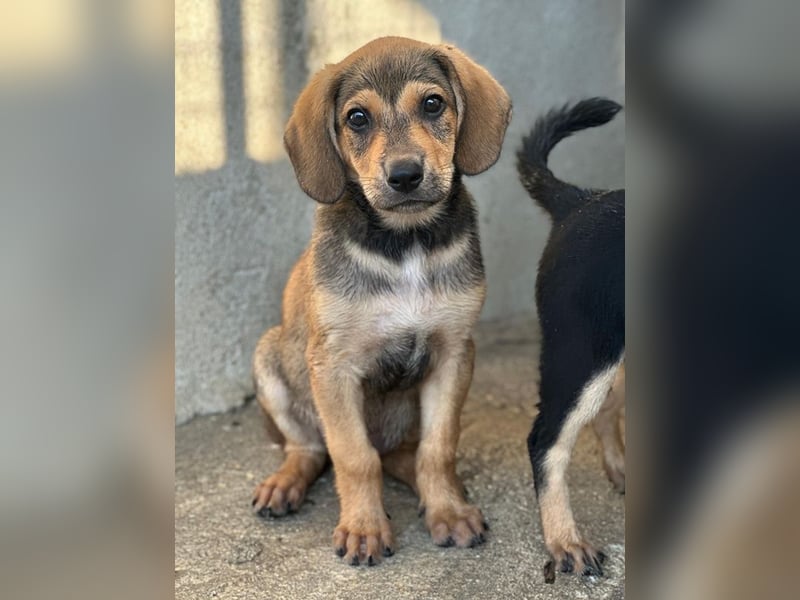 Lenny, geb. ca. 05/2026, lebt in GRIECHENLAND, im städt. Tierheim Serres