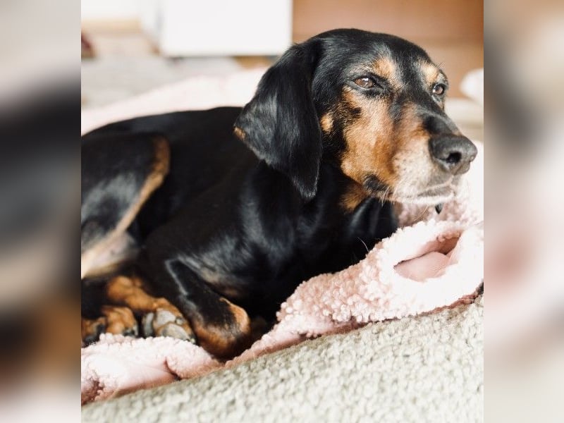 Neria, geb. ca. 11/2020, lebt auf einer Pflegestelle in 95168 Marktleuthen