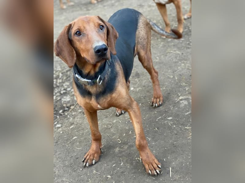 Abaluga, geb. ca. 01/2024, lebt in GRIECHENLAND, auf einer privaten Pflegestelle, Vermittlungshilf