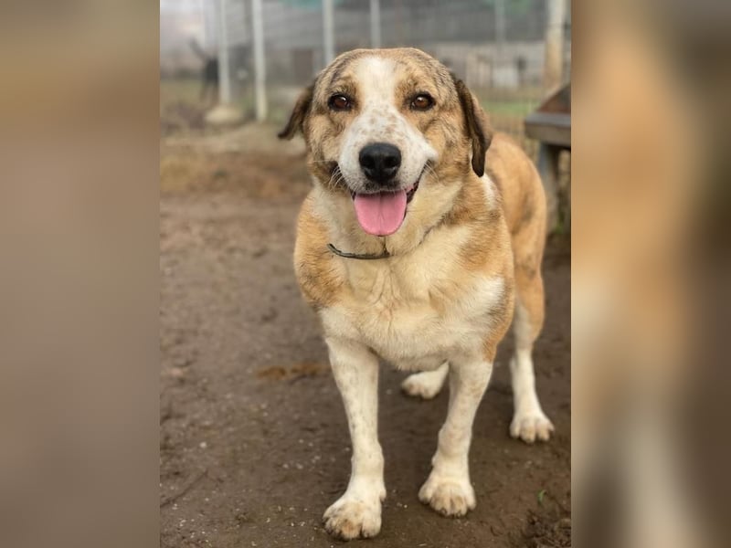 Philina, geb. ca. 11/2019, lebt in GRIECHENLAND, im städt. Tierheim Serres