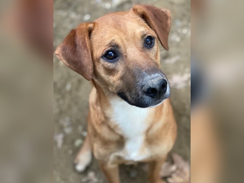 Hunter, geb. ca. 02/2025, lebt in GRIECHENLAND, auf einer privaten Pflegestelle