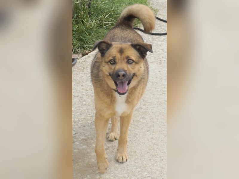 Aris-Jano, geb. ca. 02/16, lebt in GRIECHENLAND, auf einer privaten Pflegestelle