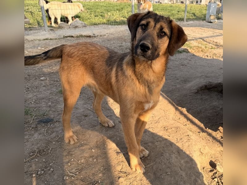 Maverick, geb. ca. 07/2025, lebt in GRIECHENLAND, im städt. Tierheim Serres