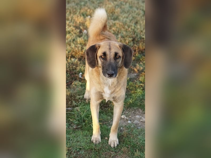 Fritz, geb. ca. 05/2022, lebt in GRIECHENLAND, im städt. Tierheim Serres