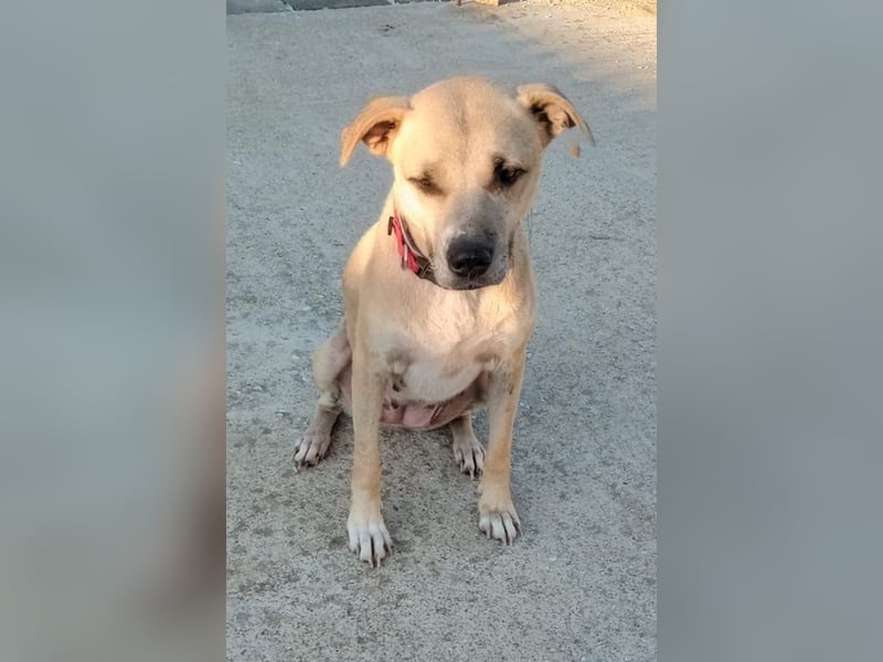 Coco, geb. ca. 07/2022, lebt in GRIECHENLAND, auf einer privaten Pflegestelle