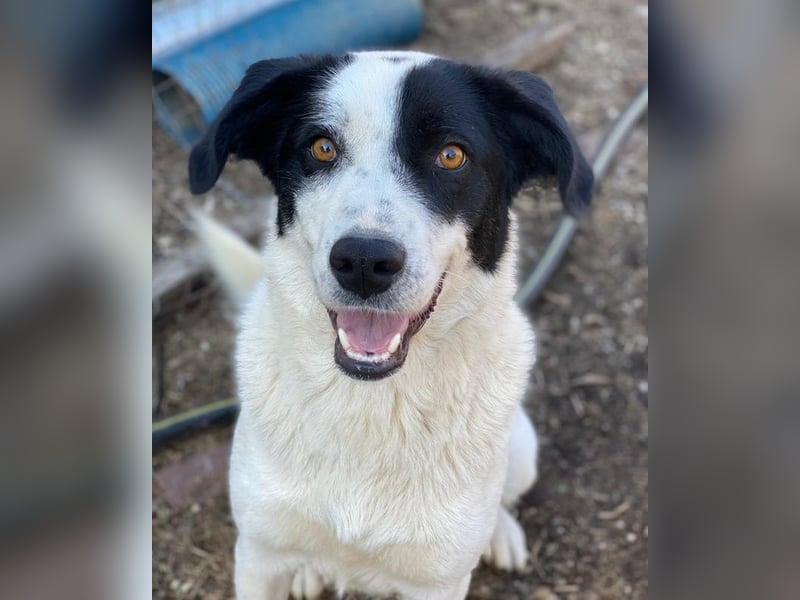 Alva, geb. ca. 05/2023, lebt in GRIECHENLAND, auf einer privaten Pflegestelle