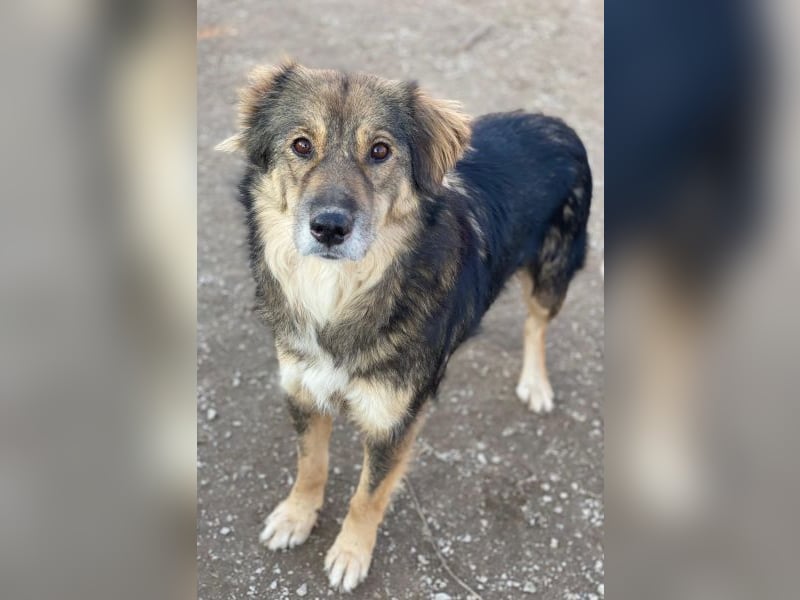 Shiou, geb. ca. 12/2023, lebt in GRIECHENLAND, im städt. Tierheim Serres