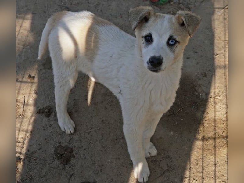 Maple, geb. ca. 12/2025, lebt auf einer Pflegestelle in 52531 Übach-Palenberg
