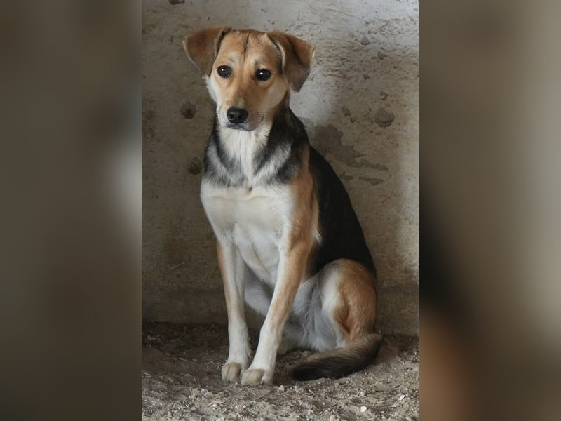 Atlanta, geb. ca. 07/2023, lebt in GRIECHENLAND, auf einer privaten Pflegestelle