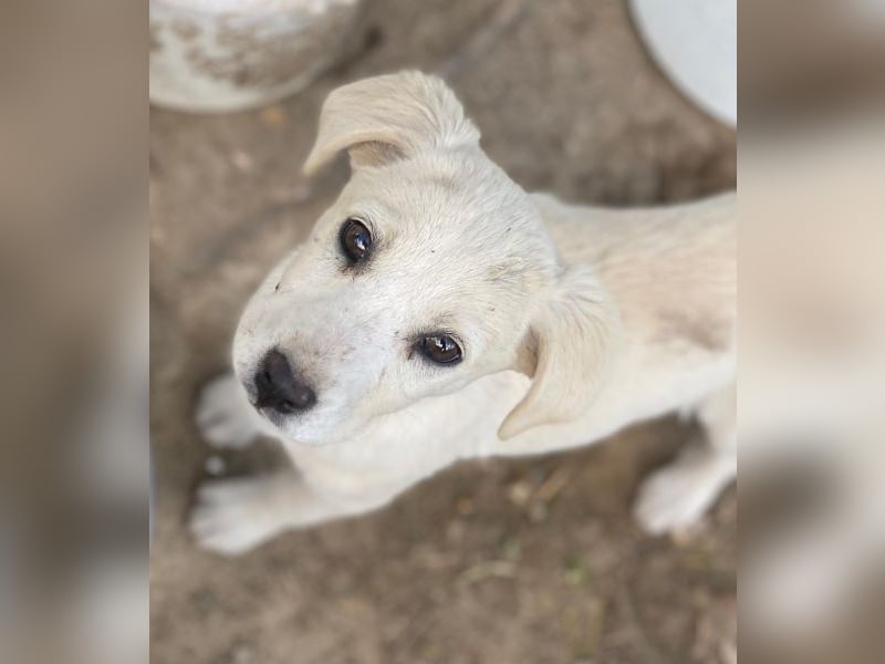 Mochina, geb. ca. 01/2026, lebt in GRIECHENLAND, auf einer privaten Pflegestelle