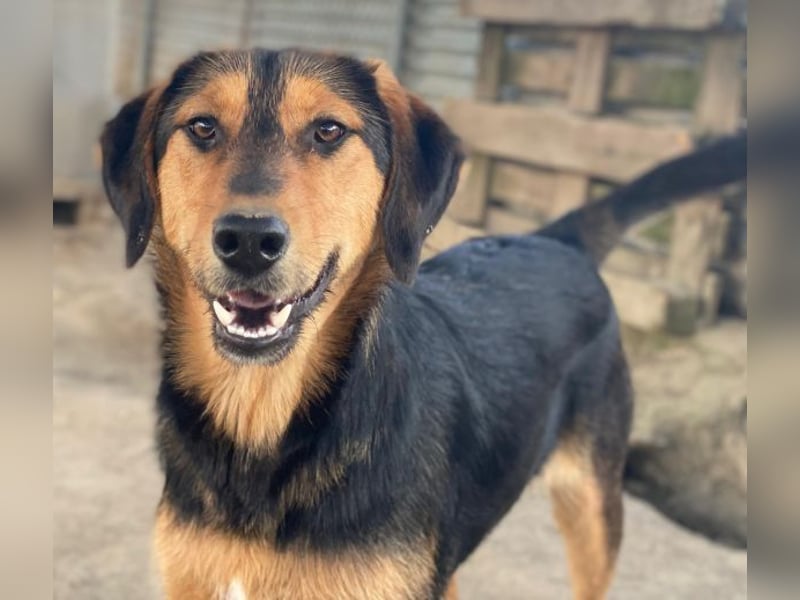 Rockie, geb. ca. 07/2025, lebt in GRIECHENLAND, im städt. Tierheim Serres