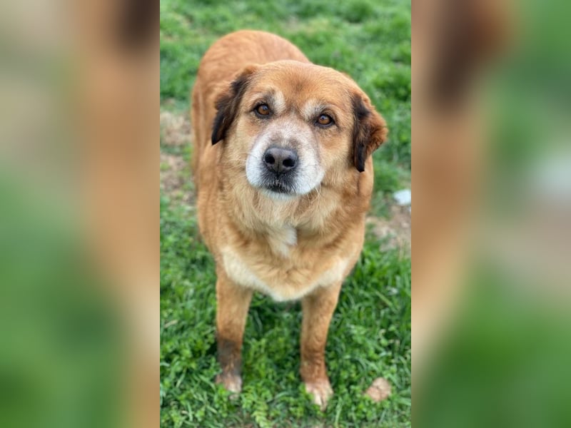 Gandhi, geb. ca. 12/2018, lebt in GRIECHENLAND, im städt. Tierheim Serres