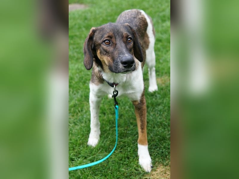 Diona, geb. ca. 05/2024, lebt lebt in 48291 Telgte, Vermittlungshilfe