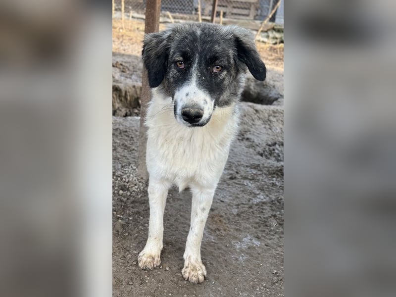 Hoya, geb. ca. 04/2022, lebt in GRIECHENLAND, im städt. Tierheim Serres