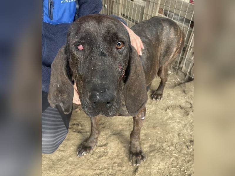 Granny, geb. ca. 01/2018, lebt in GRIECHENLAND, auf einer privaten Pflegestelle