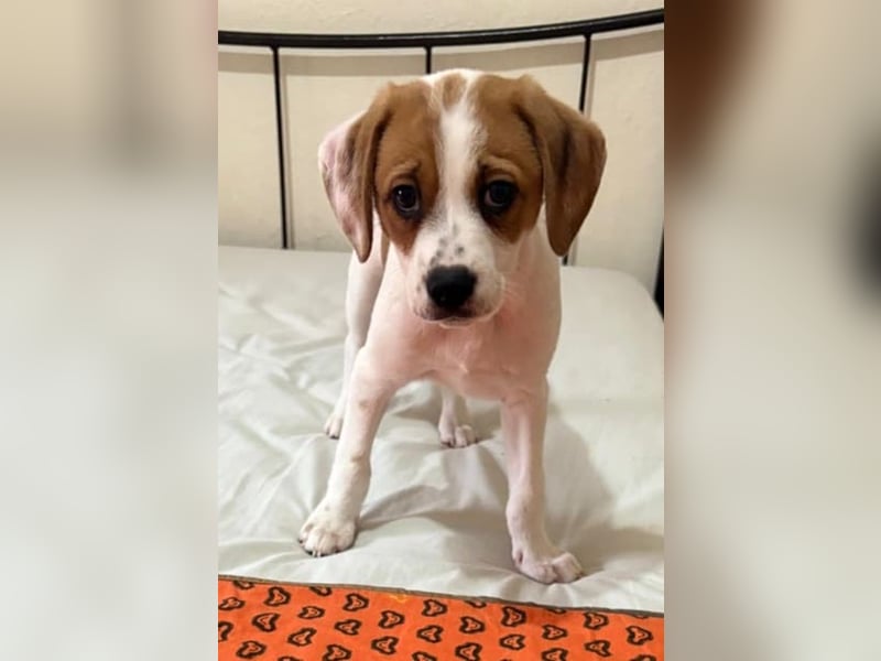 Sprite, geb. ca. 11/2025, lebt in GRIECHENLAND, auf einer privaten Pflegestelle