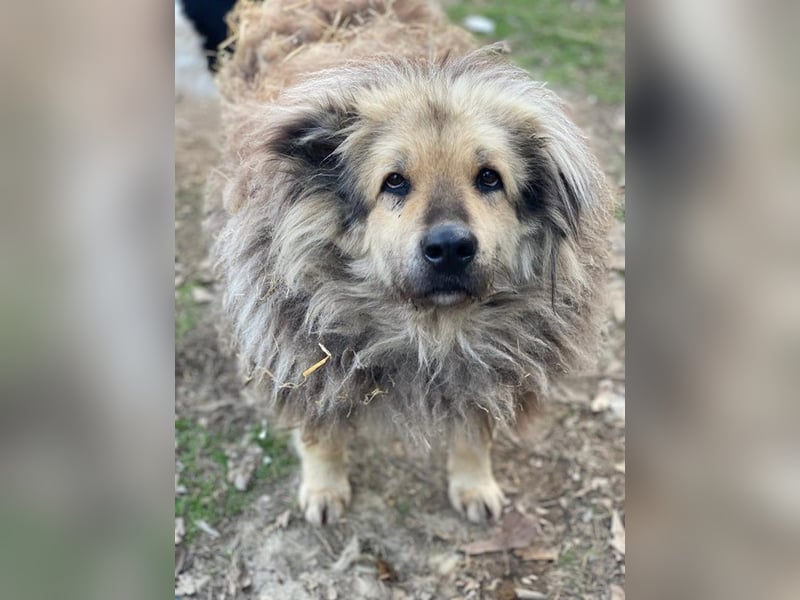 Mandy Lou geb. ca. 11/2020, lebt in GRIECHENLAND, auf einer privaten Pflegestelle