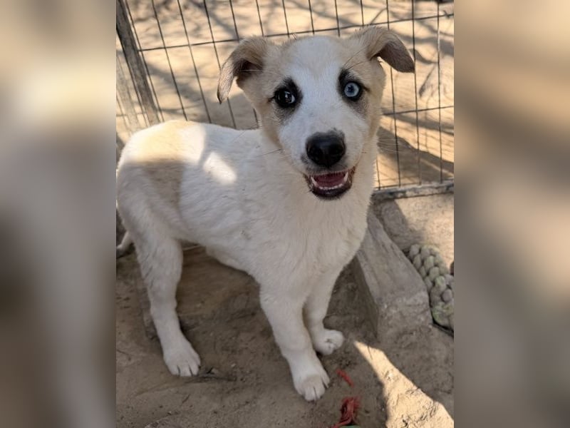 Maple, geb. ca. 12/2025, lebt auf einer Pflegestelle in 52531 Übach-Palenberg