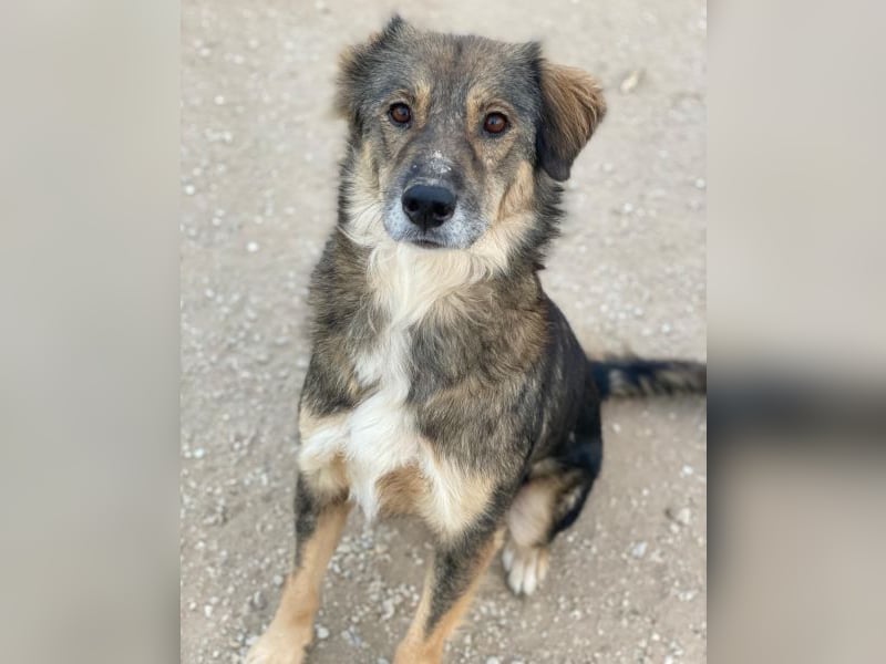 Shiou, geb. ca. 12/2023, lebt in GRIECHENLAND, im städt. Tierheim Serres