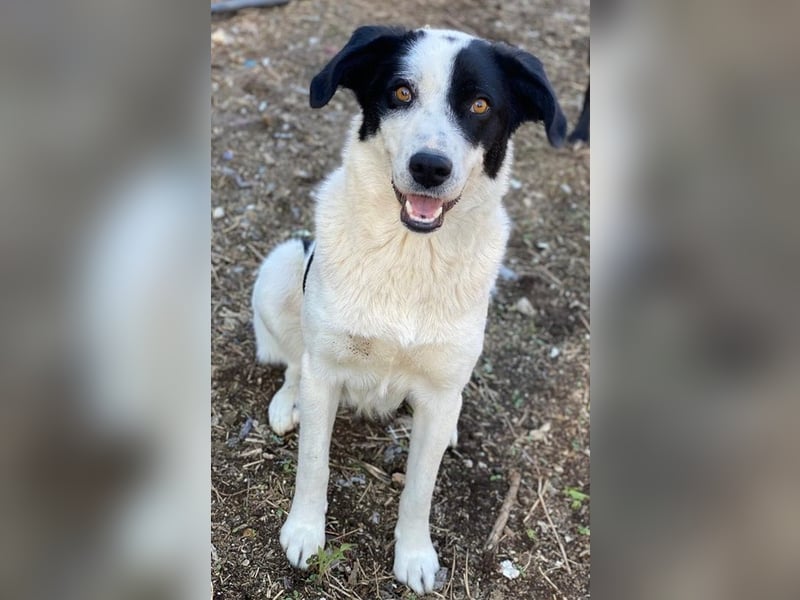 Alva, geb. ca. 05/2023, lebt in GRIECHENLAND, auf einer privaten Pflegestelle