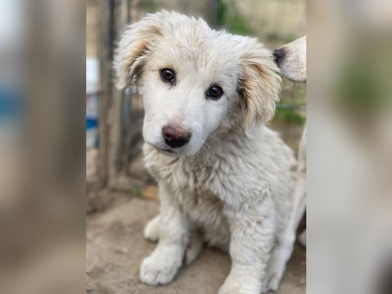 Tiramisu, geb. ca. 01/2026, lebt in GRIECHENLAND, auf einer privaten Pflegestelle