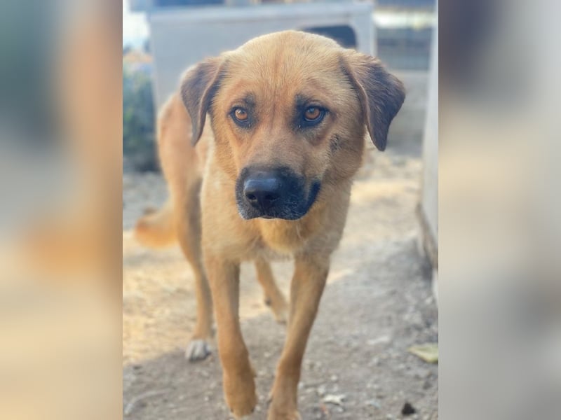 Tavina, geb. ca. 08/2024, lebt in GRIECHENLAND, im städt. Tierheim Serres