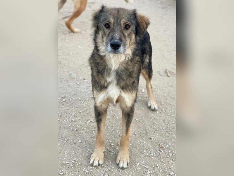 Shiou, geb. ca. 12/2023, lebt in GRIECHENLAND, im städt. Tierheim Serres