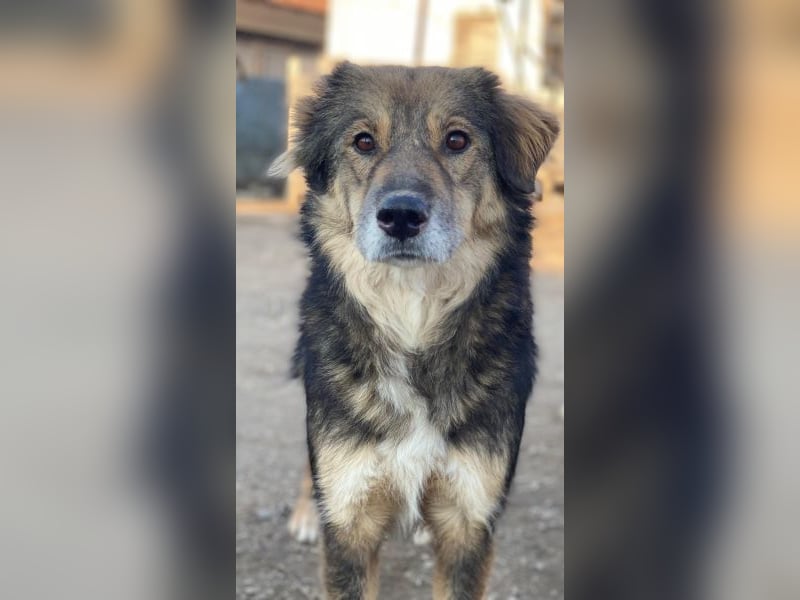 Shiou, geb. ca. 12/2023, lebt in GRIECHENLAND, im städt. Tierheim Serres