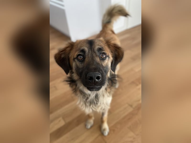 Strolch, geb. ca. 04/2024, lebt auf einer Pflegestelle in 71272 Renningen