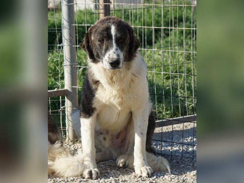 Yari, geb. ca. 05/2025, lebt in GRIECHENLAND, im städt. Tierheim Serres