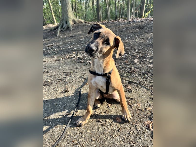 Dickie, geb. ca. 11/2025, lebt bei einer Familie in 46236 Bottrop