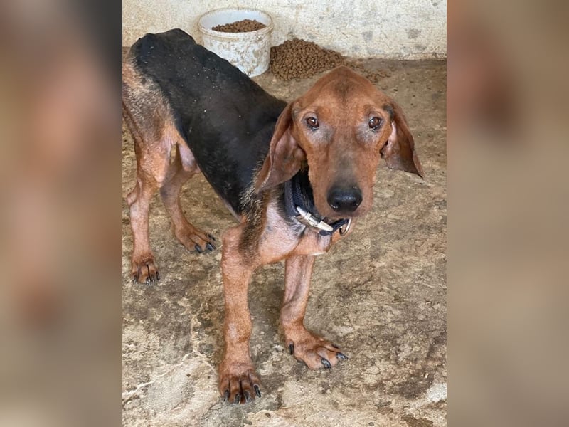 Abaluga, geb. ca. 01/2024, lebt in GRIECHENLAND, auf einer privaten Pflegestelle