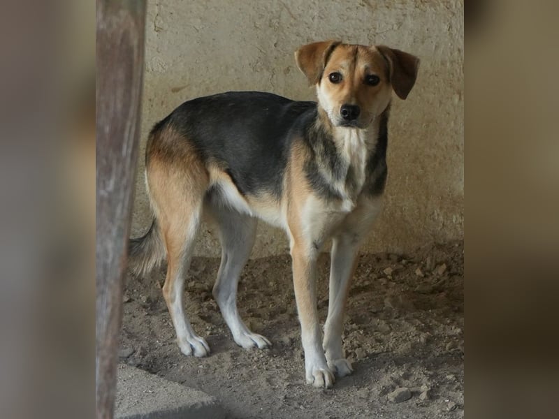 Atlanta, geb. ca. 07/2023, lebt in GRIECHENLAND, auf einer privaten Pflegestelle