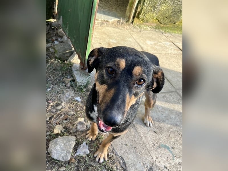 Ajax, geb. ca. 11/2024, lebt in GRIECHENLAND, auf einem Gelände, wird notdürftig versorgt