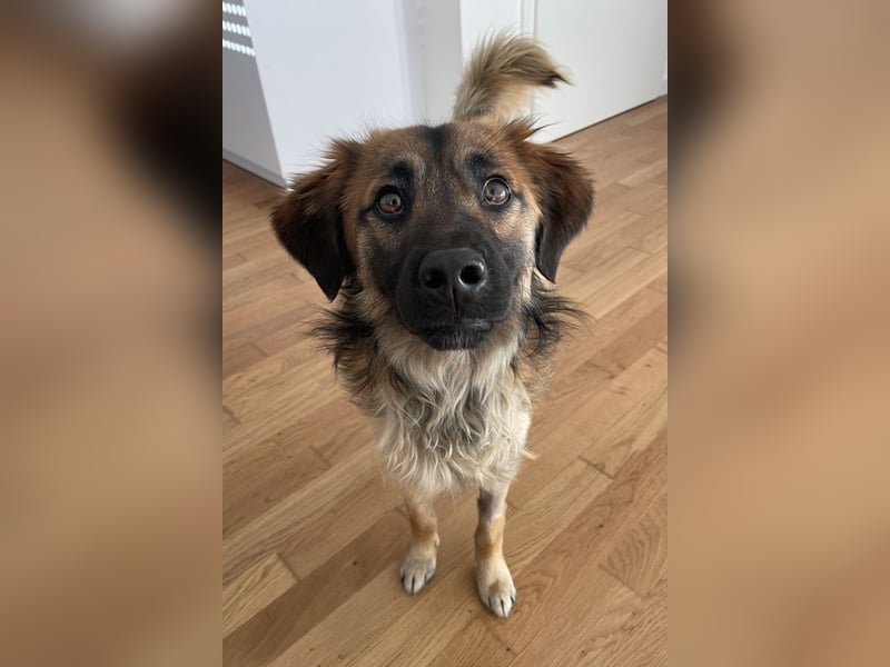 Strolch, geb. ca. 04/2024, lebt auf einer Pflegestelle in 71272 Renningen