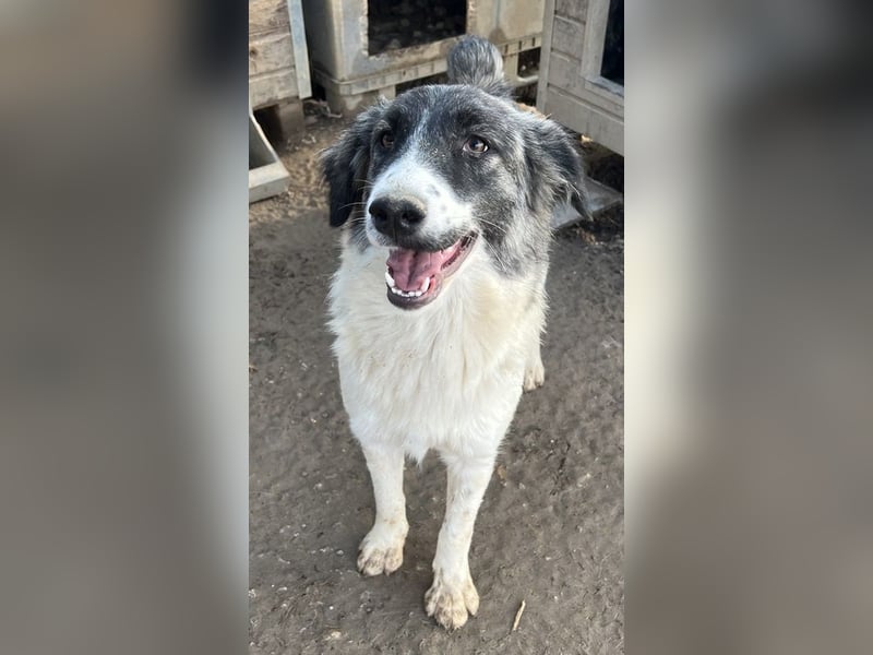 Hoya, geb. ca. 04/2022, lebt in GRIECHENLAND, im städt. Tierheim Serres